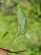 Fuji apple leaf